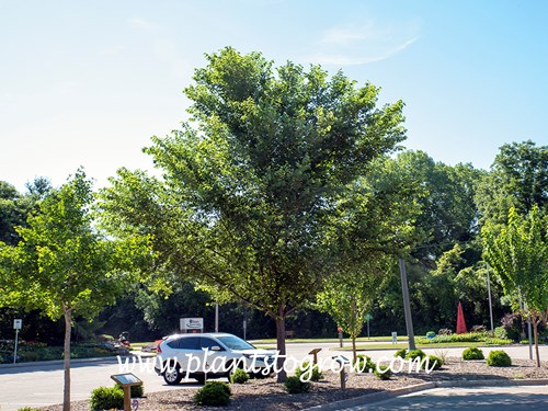 New Horizon Elm (Ulmus)